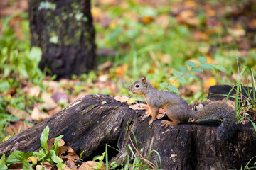 Squirrel standing on a tree stump in the forest，切り株の上に立つ森のリス