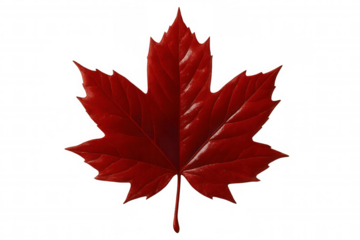 Vivid red maple leaf symbolizing canadian heritage, displaying rich color and delicate venation against transparent backdrop
