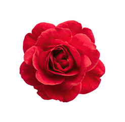 Close-up of a vibrant red rose.  Petals are layered and textured,  with a deep crimson center.  Darker shading accents the petals' curves.  Isolated on a black background