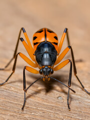 Fototapeta premium Macro view of conenose bug, also known as assassin kissing bug, with distinctive orange, black stripes. Bloodsucking insect often associated with disease transmission, parasites, making key subject