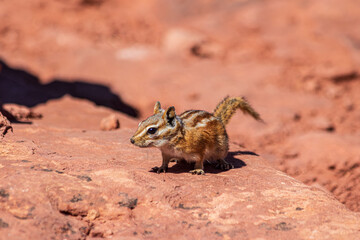 Chipmunk seen at Canyonlands National Park.