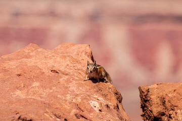 Chipmunk seen at Canyonlands National Park.