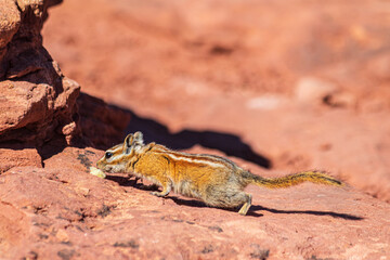 Chipmunk seen at Canyonlands National Park.