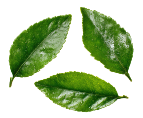 Three vibrant green leaves arranged in a triangular pattern, showing intricate veining and texture