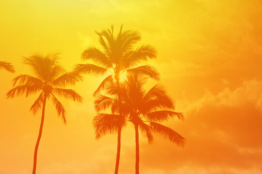 Golden Sunset Silhouetting Tropical Palm Trees in a Serene Nature Setting