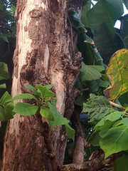 The Trunk of a Large Teak Tree Tectona Grandis With Broad Green Leaves and Background of Banana...