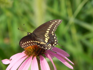 An eastern black swallowtail feeding on nectar