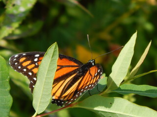 A  monarch butterfly