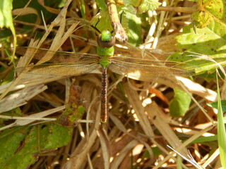A green darner dragonfly resting in the grass