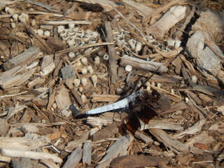 A dragonfly resting 