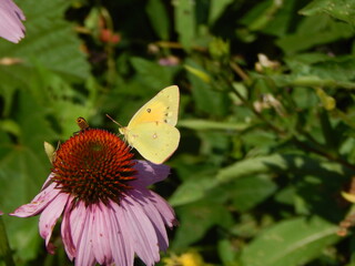 A clouded sulphur butterfly feeding on nectar