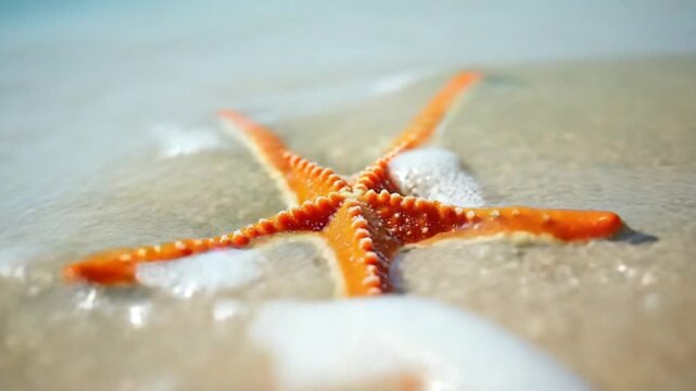 Starfish on the sand in the sea, close up. Concepts of summer, travel, vacation