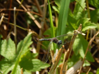 A dragonfly on a blade of grass