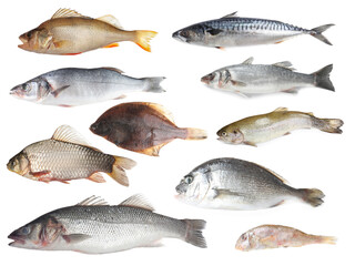 Different types of raw fish isolated on white, collage