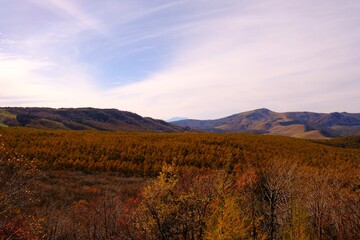 紅葉に染まるカラマツ林の風景