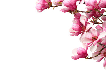 Pink magnolia blossoms in a corner border