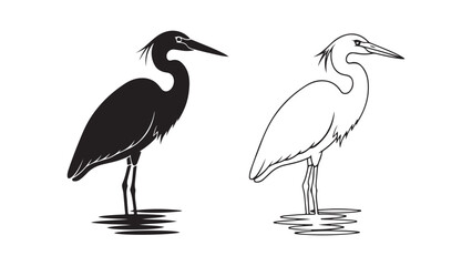 Black and white heron bird standing in water