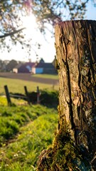 Fototapeta premium Rustic wooden stump in a spring landscape