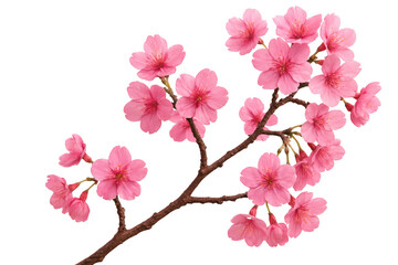 Pink cherry blossom tree branch with pink flowers. 3d isolated illustration on transparent background