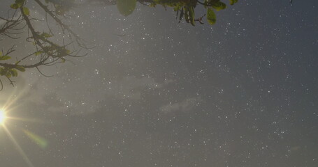 Capturing star field through leafy branches in night woods, with Milky Way band, moon lens flare