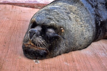 Lobo marino fotografiado en la ciudad de Valdivia, Chile.
