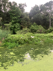 bird in flight in the woods