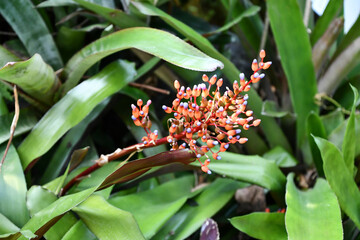 サンゴアナナス　friendship plant, queen's-tears