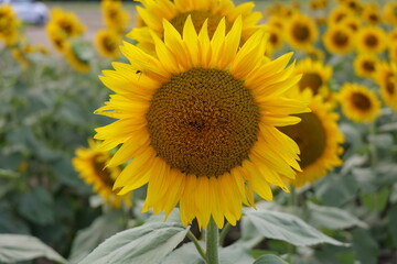 Sunflowers - The State Flower of Kansas