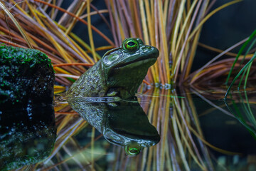 frog in the water