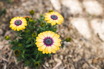 Osteospermum or Yellow African Daisy at shallow depth of field