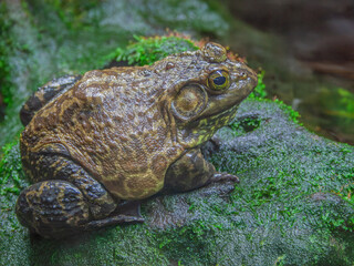 frog on the ground