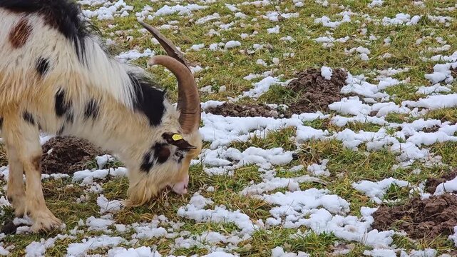 Male goat is grazing on a meadow oa cloudy day in winter with snow around