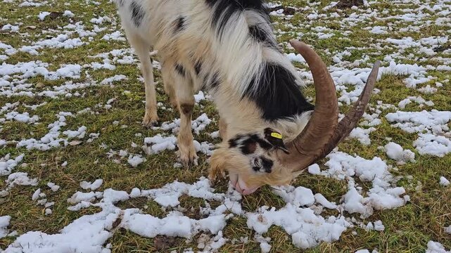 Male goat is grazing on a meadow oa cloudy day in winter with snow around