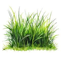 Obraz premium Fresh Grass, watercolor vector, isolated on a white background.