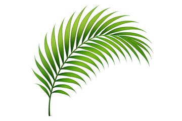 Obraz premium Green leafy palm tree with a long, thin stem. 3d isolated illustration on transparent background