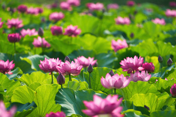 幻想的に輝く蓮の花