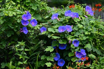 Ipomoea indica (Blue dawnflower) Flowers. Convolvulaceae perennial vine. Blue-purple flowers bloom...