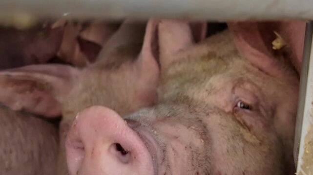 Close up view of a pig animal transport inside a truck ona ferry in Germany ona. sunny day. The pigs are watching and looking around.