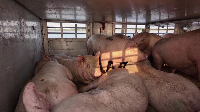 Close up view of a pig animal transport inside a truck ona ferry in Germany ona. sunny day. The pigs are watching and looking around.