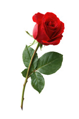 Single crimson rose, dark background