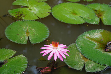 Pink water lily blooming above calm water with green lily pads, showcasing vibrant petals and serene aquatic beauty.
