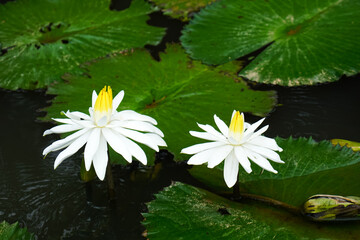 White water lilies with yellow centers floating among green lily pads on a dark reflective pond,...