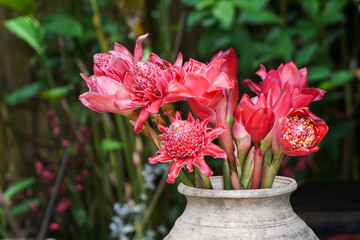 Torch ginger flowers in a rustic vase, showcasing vivid red petals and tropical elegance in a lush garden setting.