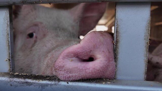 Close up view of a pig animal transport inside a truck ona ferry in Germany ona. sunny day. The pigs are watching and looking around.