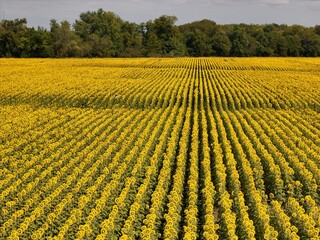 Sunflowers - The State Flower of Kansas