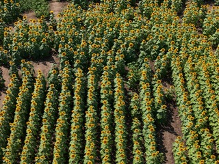 Sunflowers - The State Flower of Kansas