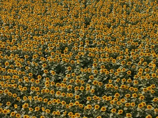 Sunflowers - The State Flower of Kansas