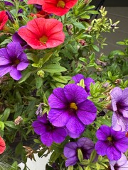 pink and purple flowers in the garden