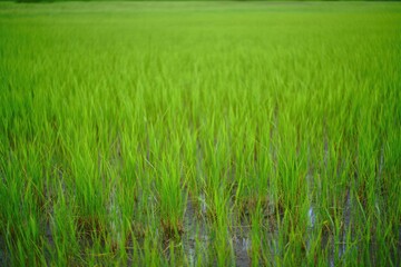 Lush green young rice plants growing in flooded paddy field with serene atmosphere