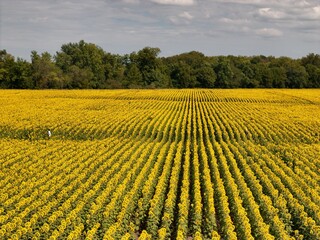Sunflowers - The State Flower of Kansas